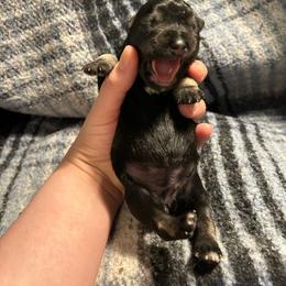 Cleo - Salt and pepper female Miniature Schnauzer puppy in Winterville, Georgia from Patty’s Little Pups