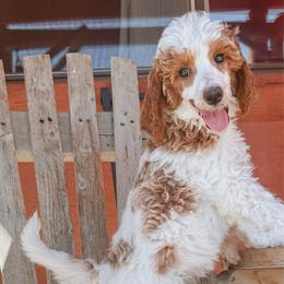 Furfrou - Parti female Poodle puppy in Phoenix, Arizona from Moonshine Kennels AZ