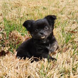Sean - Black and white male Chihuahua puppy in Chesapeake, Virginia from Elsbeth's Chihuahuas