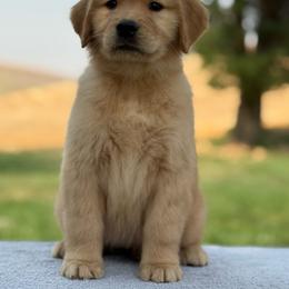 Purple Collar - Dark golden female Golden Retriever puppy in Touchet, Washington from Windust Kennels