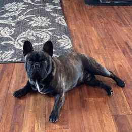 Walter  - French Bulldog