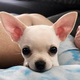 Halo - Fawn female Chihuahua puppy in New Castle, Delaware from Sasha’s Elite Kennel LLC