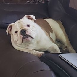 Dottie - Bulldog