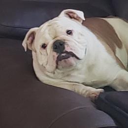 Dottie - Bulldog