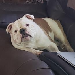 Dottie - Bulldog