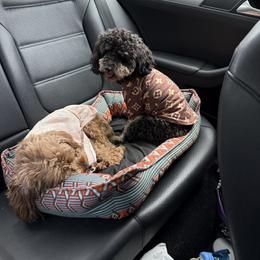Cavapoo puppies from Hannah's Pups