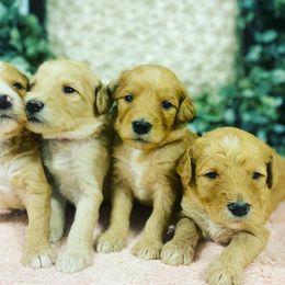 Aussiedoodle and Goldendoodle Puppies from Jackson County Doodles