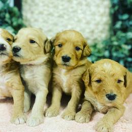 Aussiedoodle and Goldendoodle Puppies from Jackson County Doodles