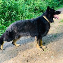 German Shepherd All Grown Up from Ashley Newgard's German Shepherds
