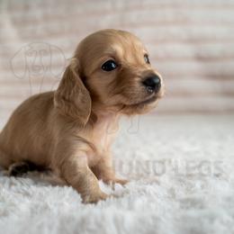 Tresse - Cream female Dachshund puppy in Temecula, California from Naomi Magee's Dachshund Kennel