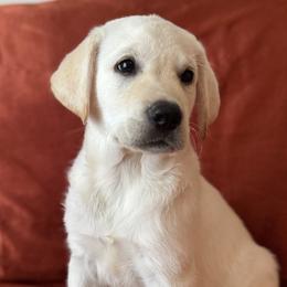 Labrador Retrievers from Timberland Creek Labradors