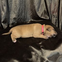 ROGUE - Fawn sable female American Bully puppy in Texas from TEXAS BULLY FAMILY