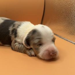 Elara - Dapple female Dachshund puppy in Barstow, California from Kindle & Burrow Dachshunds