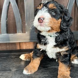 Astro - Tri-color male Bernedoodle puppy in Florence, South Carolina from Candy Doodles
