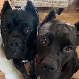 Cane Corso from El Jefe Corsos