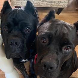 Cane Corso from El Jefe Corsos