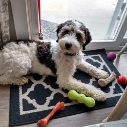 Petra - Bernedoodle