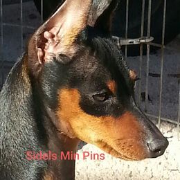Tony - Miniature Pinscher
