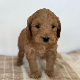 George - Apricot male Goldendoodle puppy in Strasburg, Virginia from Shenandoah Valley Doodles