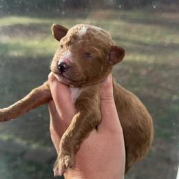 Boy 3 - Apricot male Aussiedoodle puppy in Mtn Rest, South Carolina from Stocktons Doxies & Doodles
