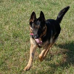 German Shepherds from duke akc shepherds
