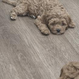 Cavapoo Puppies from Jet Cavapoos