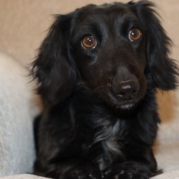 Katie Lynn - Dachshund
