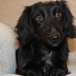 Katie Lynn - Dachshund