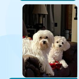 Maltese All Grown Up from Desrosier