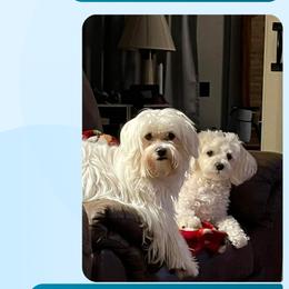 Maltese All Grown Up from Desrosier