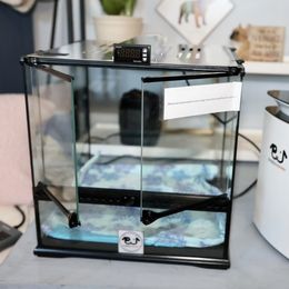 French Bulldog Puppies from Camp Fine Frenchies