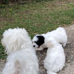 Coton de Tulear Puppies from Marilyn Edwards