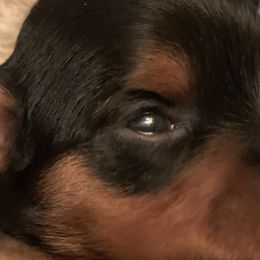 Yorkshire Terriers from Needmore Yorkies