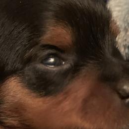 Yorkshire Terriers from Needmore Yorkies
