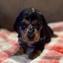 Pippa - Dapple female Dachshund puppy in Purdy, Missouri from Shotgun Pups