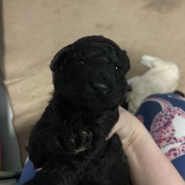 Poodle Puppies from Segraves Poodles