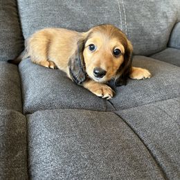 Girl 2 - Red Dachshund puppy in Perris, California from Doxie_pupps