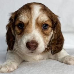 Coral - Piebald female Dachshund puppy in Winamac, Indiana from WZ Kennels