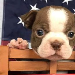 Boston Terriers, Chesapeake Bay Retrievers, and French Bulldogs from Stogdill's Baby Bullies