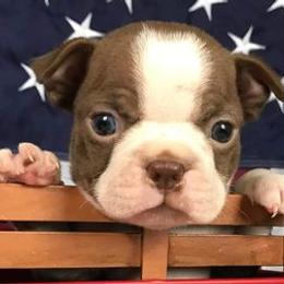 Boston Terriers, Chesapeake Bay Retrievers, and French Bulldogs from Stogdill's Baby Bullies