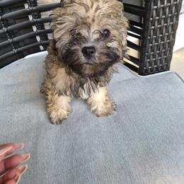 Companion Cross Puppies from Marcia Hamlet