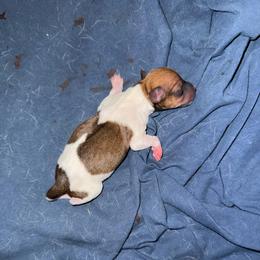 Pup C - White and tan female Toy Fox Terrier puppy in Clermont, Florida from Debbie Hiles's Toy Fox Terriers