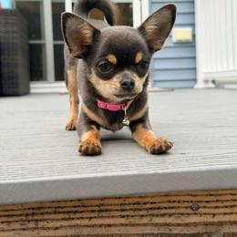 Chihuahua Puppies from Sophia Jade's Chi Brigade