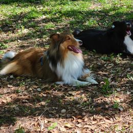 Shetland Sheepdog Puppies from Highland Shelties