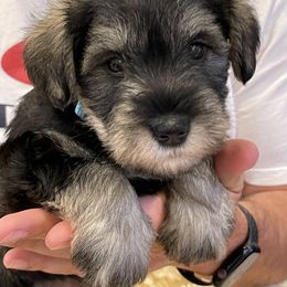 Miniature Schnauzer Puppies from Black Gold Miniature Schnauzers