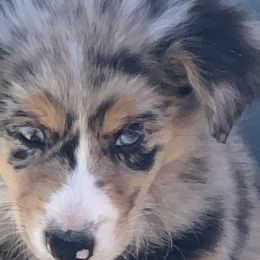 Australian Shepherds from Bar JH Stockdogs