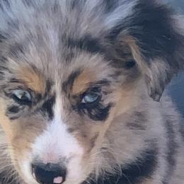 Australian Shepherds from Bar JH Stockdogs