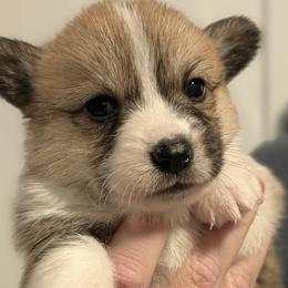 Rose - Red female Pembroke Welsh Corgi puppy in Mount Vernon, Ohio from Rose Water Corgis in Ohio