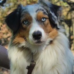 Maggie - Australian Shepherd