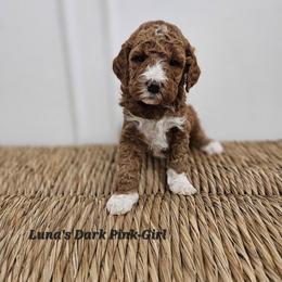 Dark Pink Girl - Red female Labradoodle puppy in Payson, Utah from Utah County Labradoodles